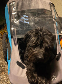 Süßer schwarzer Hund schaut aus einer blauen Hundetragetasche mit dem Aufdruck "Keine Blagen, keine Karre". Entdecke die Auto Sprüche Plotterdatei von easy-sticks für kreative Projekte.