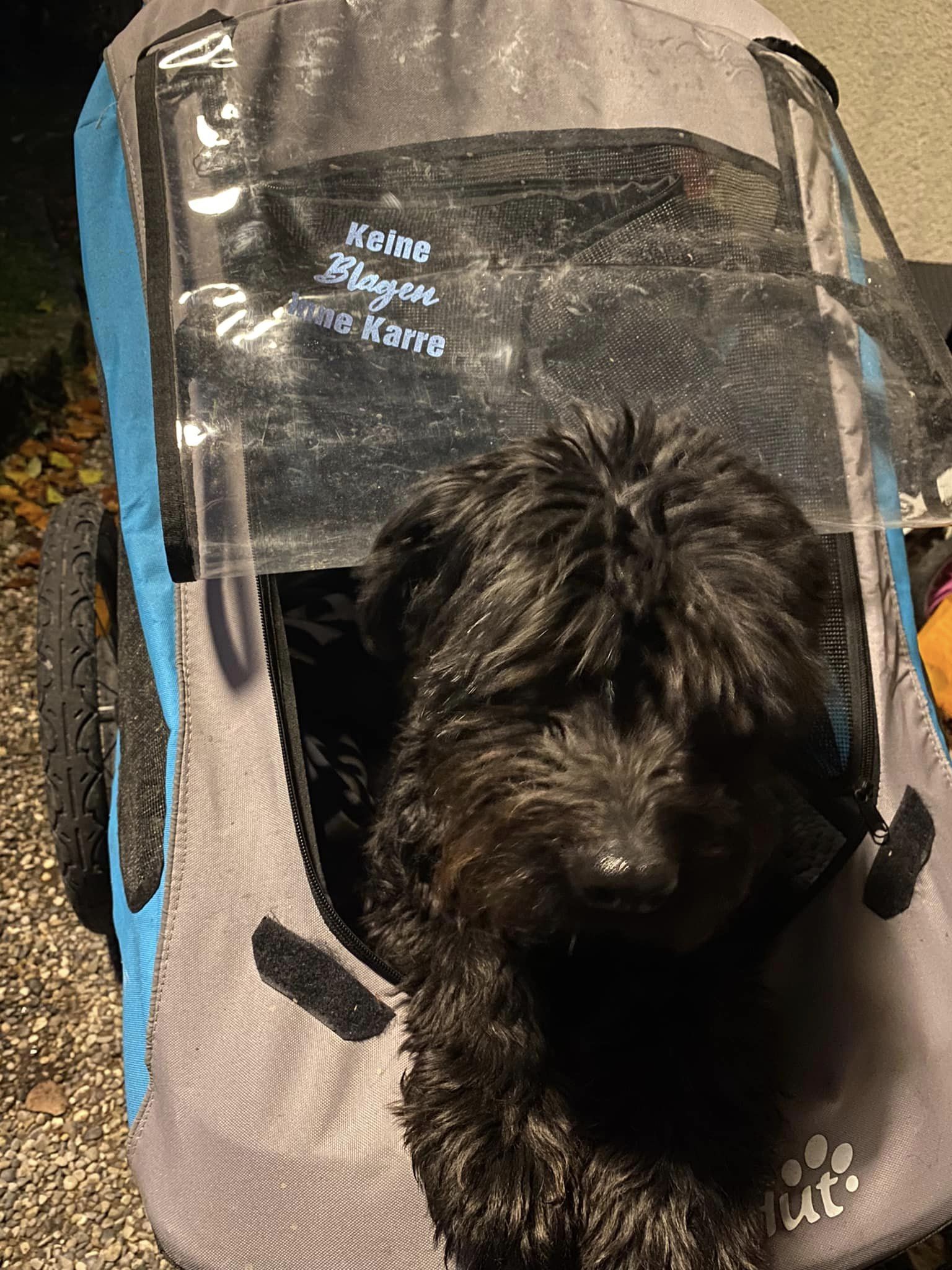 Süßer schwarzer Hund schaut aus einer blauen Hundetragetasche mit dem Aufdruck "Keine Blagen, keine Karre". Entdecke die Auto Sprüche Plotterdatei von easy-sticks für kreative Projekte.