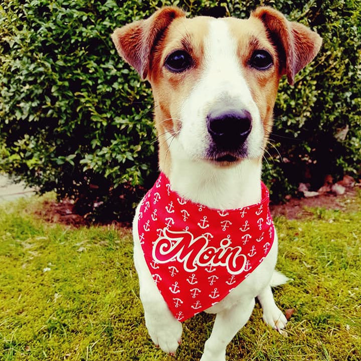 Ein Hundenamensband mit dem Schriftzug 'Moin' im maritimen Design. Perfekt für kreative Bastelprojekte mit der Plotterdatei 'Begrüßung und Abschied' von Easy-Sticks.