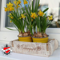 Ein dekoratives Blumenarrangement mit frischen Narzissen zeigt die Verwendung der Plotterdatei „Ostern - Frühling Sprüche“ von easy-sticks für ansprechende Frühlingsdekorationen.