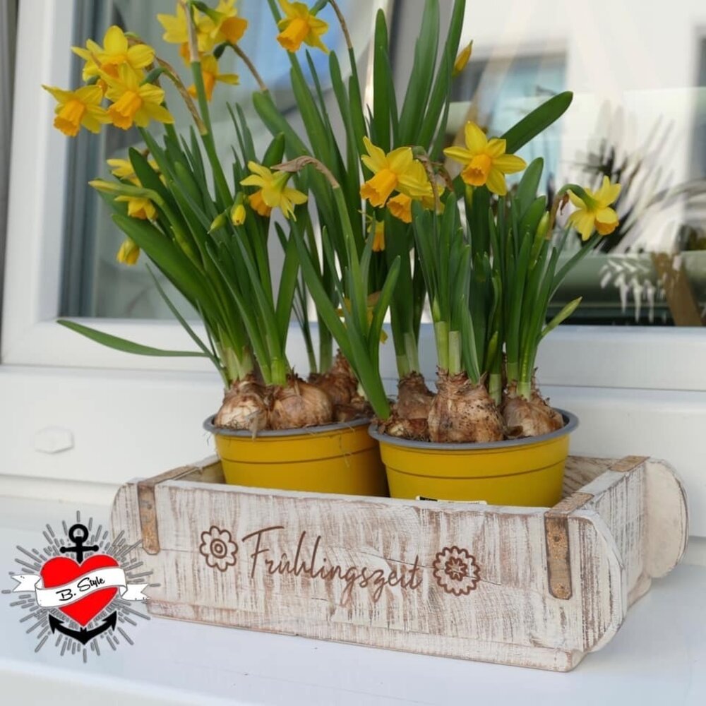 Ein dekoratives Blumenarrangement mit frischen Narzissen zeigt die Verwendung der Plotterdatei „Ostern - Frühling Sprüche“ von easy-sticks für ansprechende Frühlingsdekorationen.