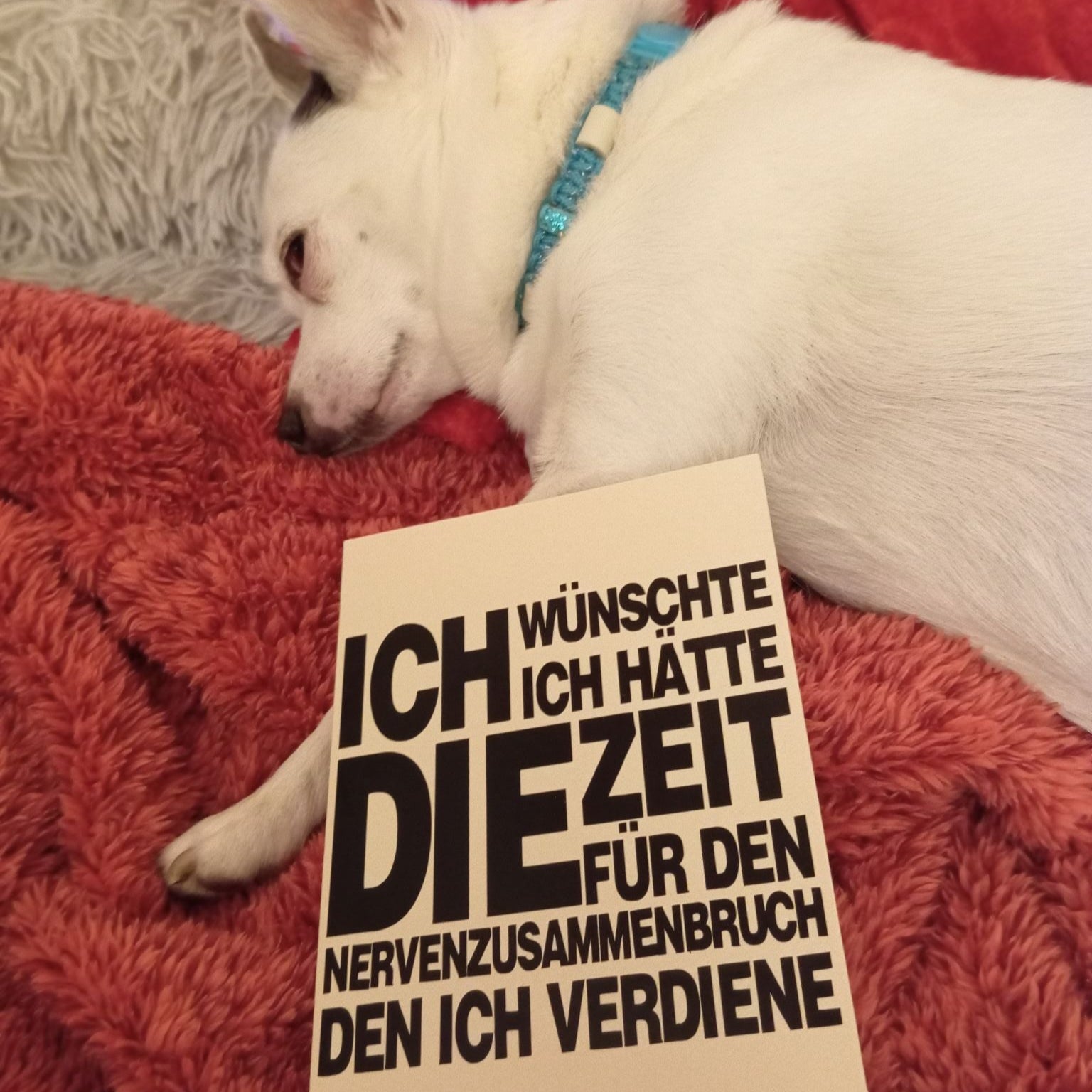 Hund, der entspannt auf einem roten Teppich liegt, neben einer Karte mit dem Satz 'Ich wünschte ich hätte die Zeit für den Nervenzusammenbruch den ich verdiene', entworfen von easy-sticks.